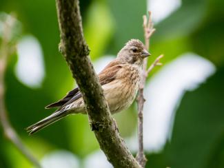Female Linnet