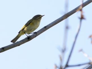 Chiffchaff