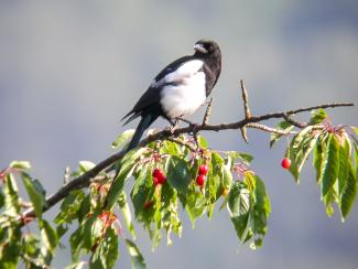 Magpie