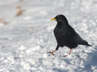 Alpine Chough