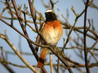 Redstart