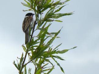 Reed Bunting
