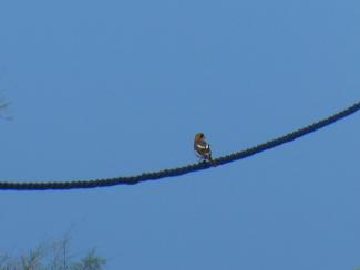 Woodchat Shrike