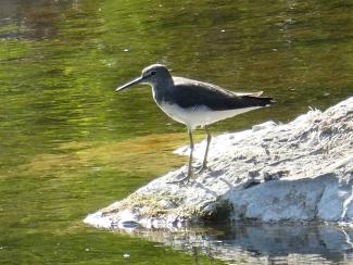 Green Sandpiper