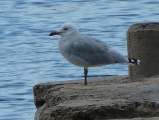 Gull, Audouin's
