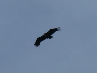 Black Vulture