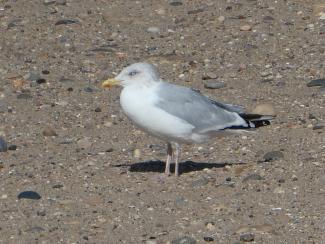 Gull, Herring - adult winter