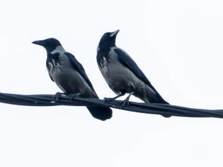 Hooded Crow