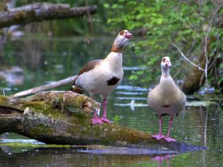 Egyptian geese