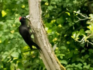 Black Woodpecker
