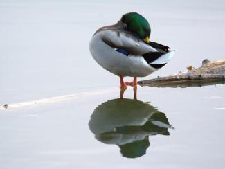 Mallard