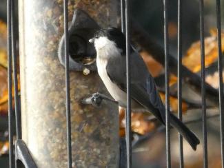 Willow Tit