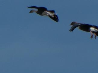 pink footed goose in flight