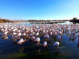 Flamingos in the Camargue