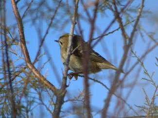 Goldcrest