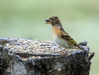 Brambling