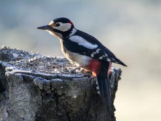 Great Spotted Woodpecker