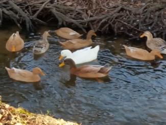Domestic ducks