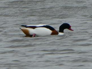 Shelduck