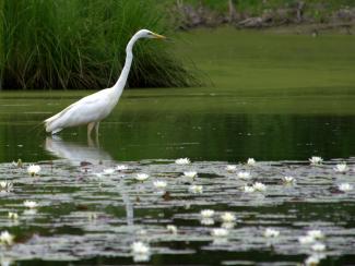 Great Egret