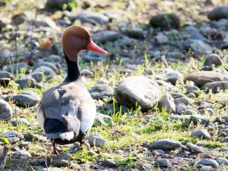 Red crested pochard
