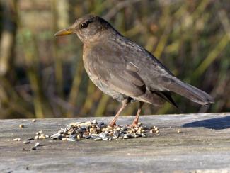 Female blackbird