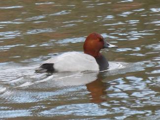 Common Pochard
