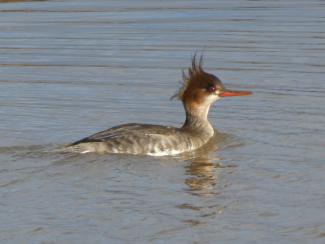 Red Breasted Merganser - female