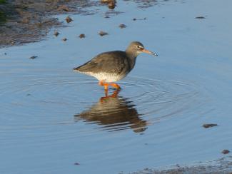 Redshank