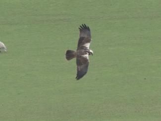 Marsh Harrier