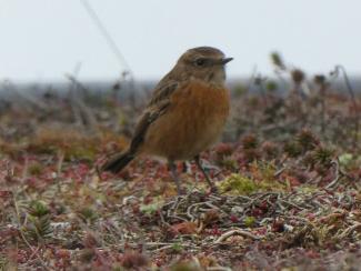 Stonechat - female