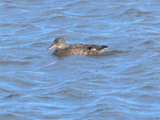 Gadwall - female