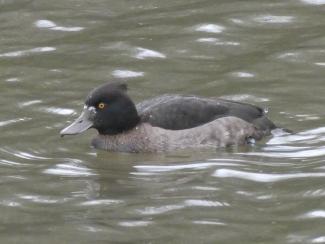 Tufted Duck - female