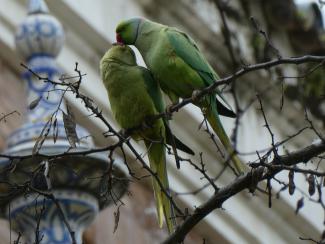 Parakeet, Rose ringed