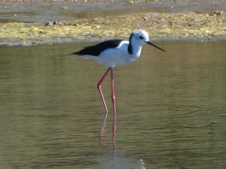 Stilt, Black Winged