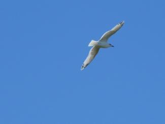 Gull, Mediterranean