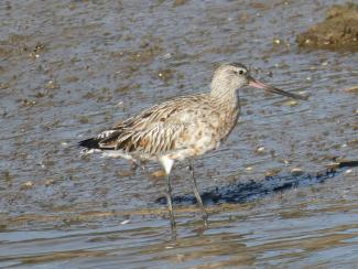 Godwit, Bar tailed