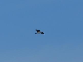 Osprey