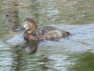 Common Pochard - female
