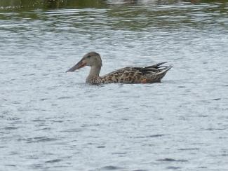 Female Shoveler