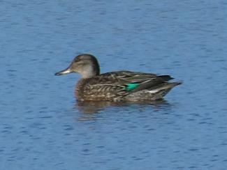 Teal - female