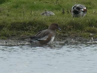 Wigeon - female