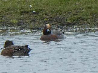 Wigeon - male