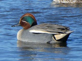 Teal - male