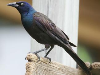 Image from Wikipedia