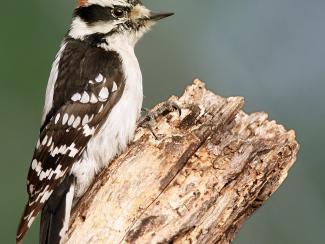 Image from Wikipedia