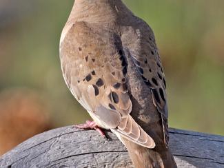 Image from Wikipedia