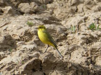 Yellow Wagtail - UK yellow headed