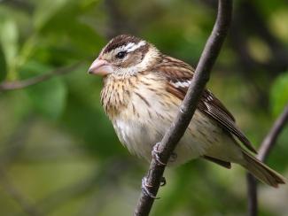 Image from Wikipedia