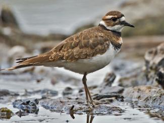 By Alan D. Wilson - naturespicsonline.com ([1]), CC BY-SA 3.0, https://commons.wikimedia.org/w/index.php?curid=3179211